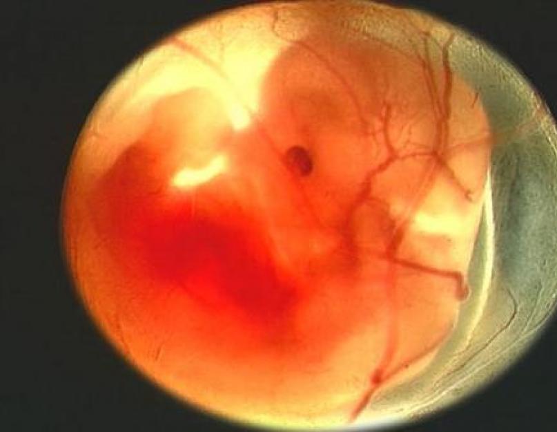 На сколько в день вырастает эмбрион. Развитие беременности по неделям - от зачатия до родов