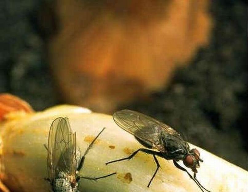 Луковая муха: как с ней бороться. Как бороться с луковой мухой народными и химическими средствами