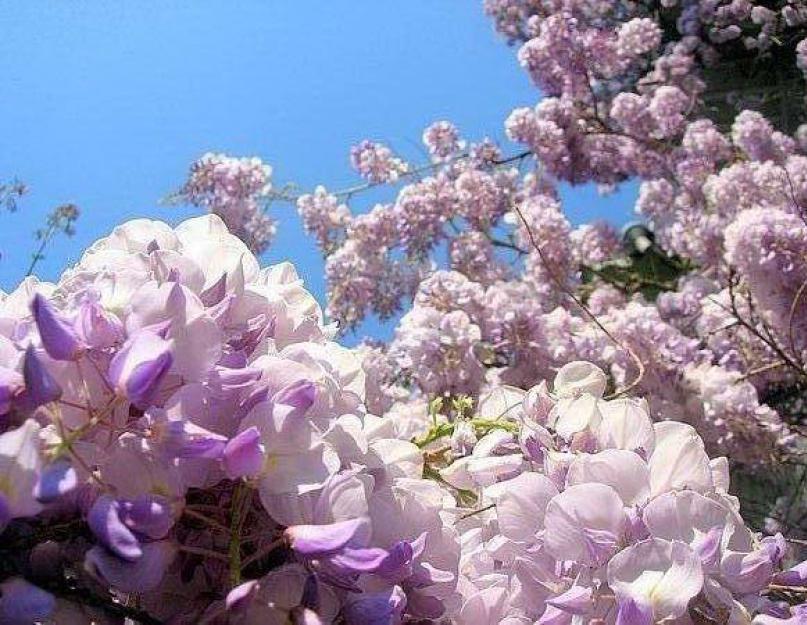 Глициния — шикарная и не капризная! Все секреты цветения. Глициния или вистерия (wisteria) - ароматная лиана Цвет вистерия