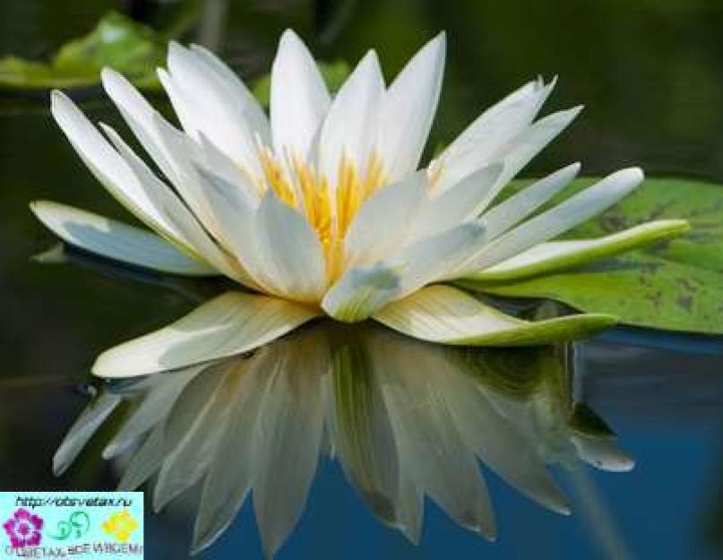 Лотос водяная лилия. Кувшинка - водяная лилия, нимфея, цветок прекрасный, сказочный