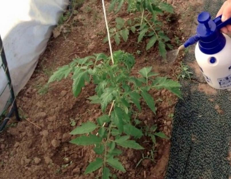 Чем удобрять помидоры после посадки в грунт. Чем подкормить помидоры после высадки в грунт: виды удобрений и правила внесения