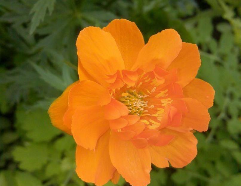 Купальница азиатская Trollius asiaticus