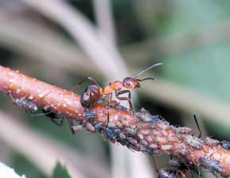 Наука о муравьях 12. Самые интересные факты о муравьях для детей