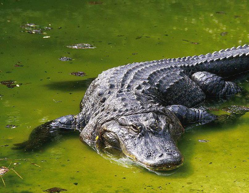 К чему снится нападение или ловля крокодилов. К чему снится крокодил в воде