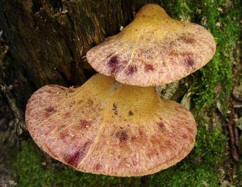 Съедобные и ядовитые грибы, растущие на деревьях. Эвкалипт шариковый Опасный гриб растущий возле эвкалипта