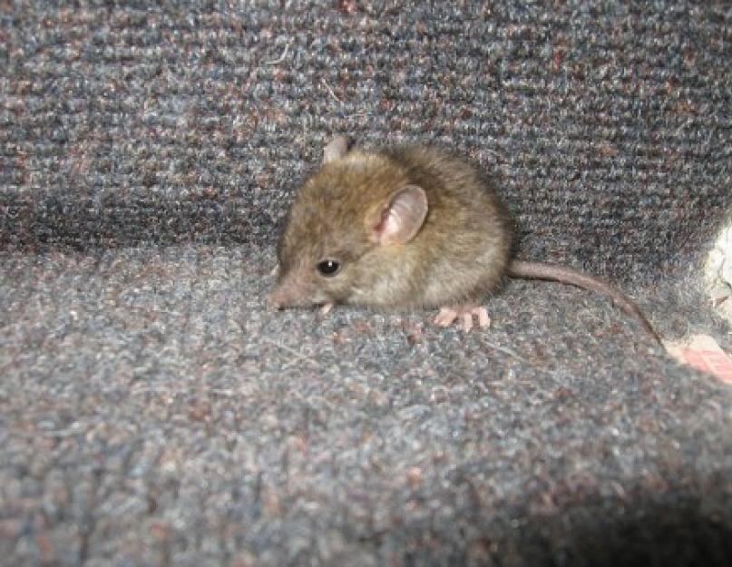 Какой формы испражнения у крысы. Чем отличаются мыши от крыс
