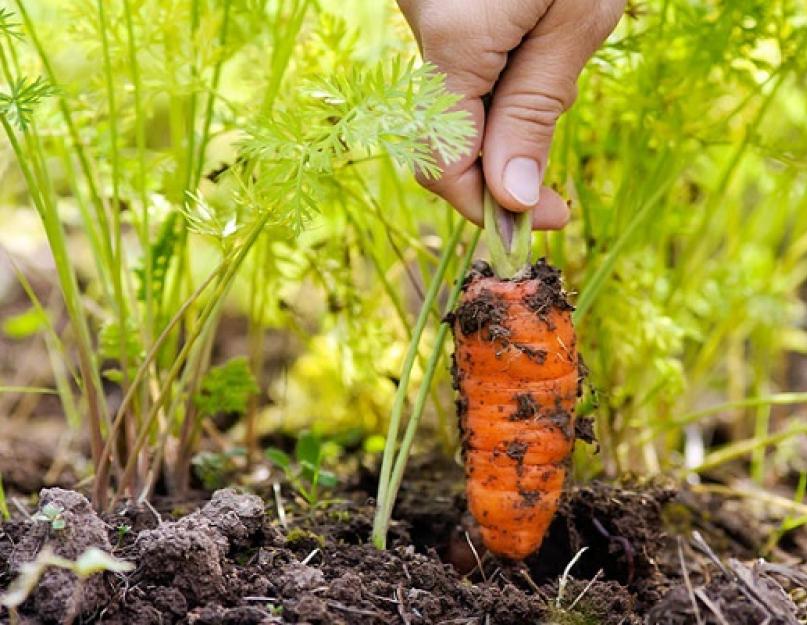 Правильное хранение моркови в домашних условиях — различные способы. Как лучше всего хранить корнеплоды моркови зимой в погребе, в подполе и в квартире