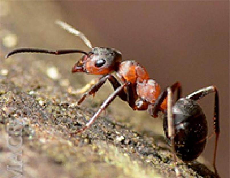 Почему муравьи лезут в дом примета. Почему в доме появляются муравьи