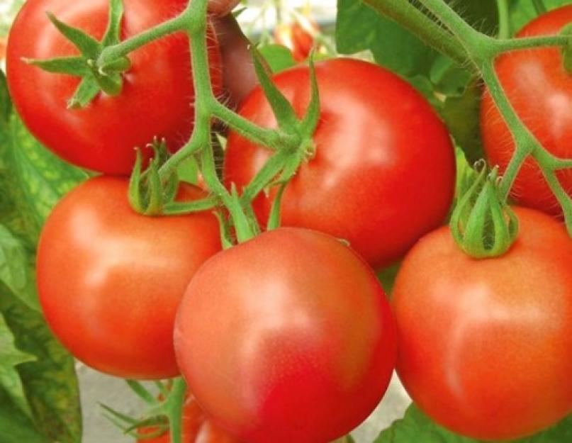 Как извлечь семена из помидора для посадки. Заготавливаем семена томатов из своих помидор