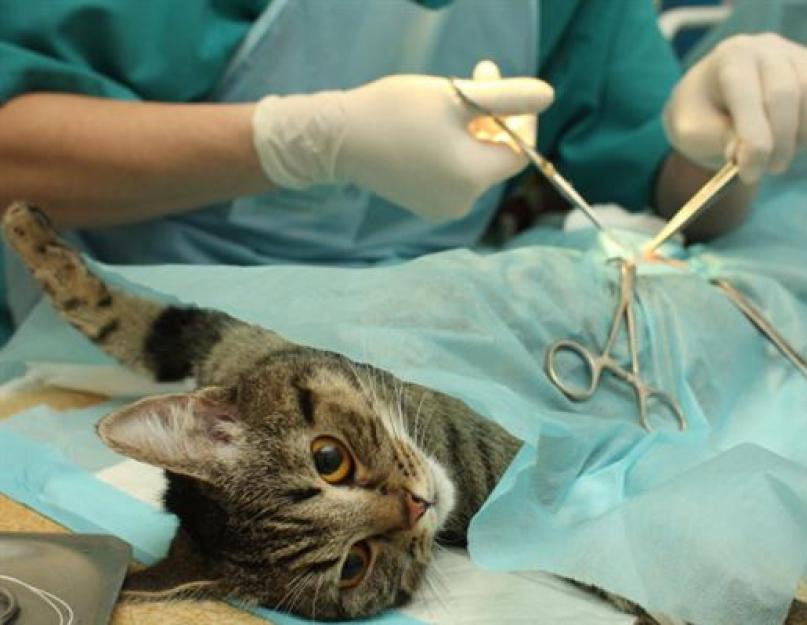 Что лучше для кошки стерилизация или кастрация. Чем отличается стерилизация от кастрации зачем нужна кастрация котов и кошек