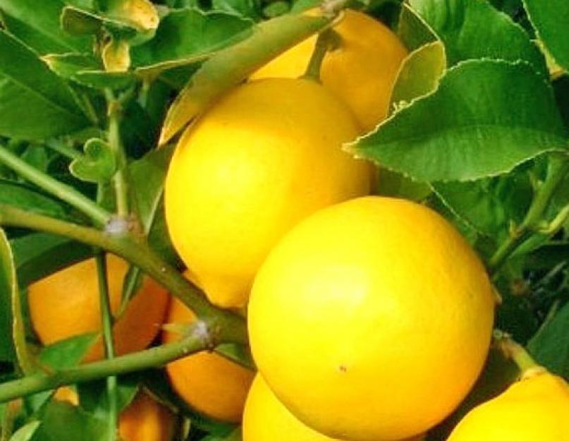 Лимонное дерево в домашних условиях: уход зимой, заболевания, размножение, фото. Как ухаживать за лимоном в домашних условиях в горшке