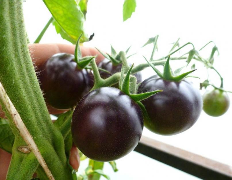 Подборка черных сортов томатов. Черные помидоры: лучшие сорта, отзывы и фото
