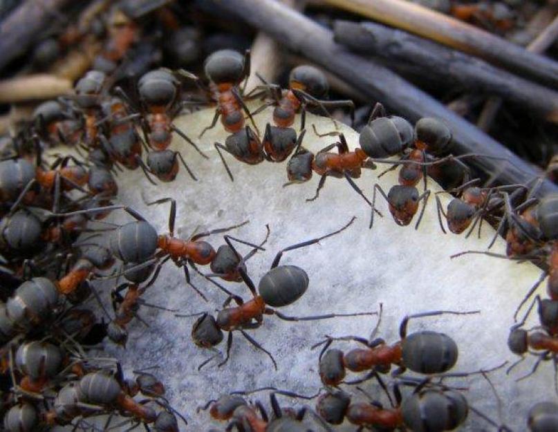 Самец муравья. Виды муравьев