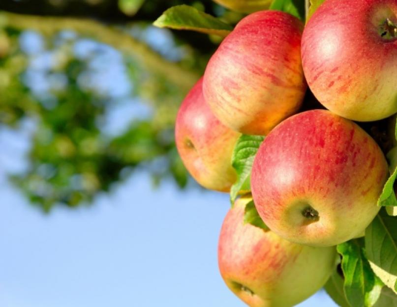 Как хранить зимние яблоки в домашних условиях. Как хранить яблоки в домашних условиях