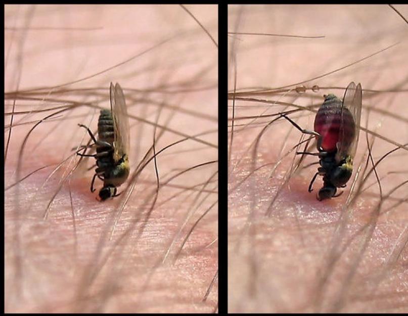Какие мухи кусают. Симптомы и лечение укусов мух