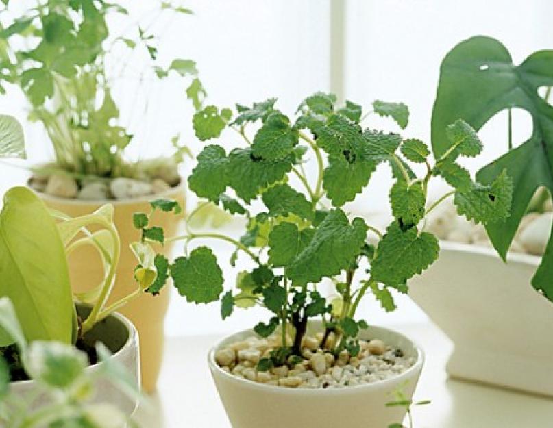 Комнатные растения, которые нельзя держать дома, фото, названия, а какие можно? Про самые полезные комнатные растения для нашего дома Фикусы и прочие фитонциды. 
