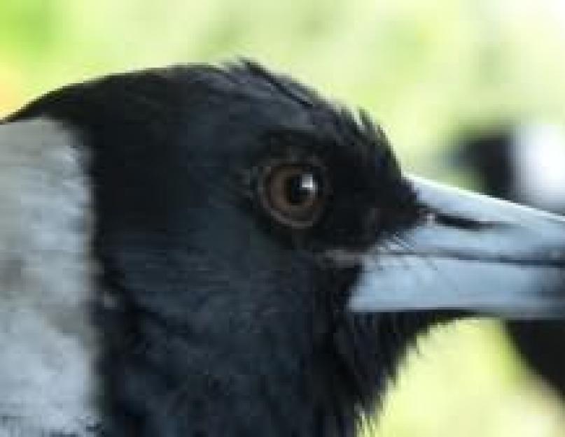 К чему снится черная ворона или ворон: сонник. К чему снится чёрный ворон и нужно ли этого бояться? Основные толкования: к чему снится чёрный ворон