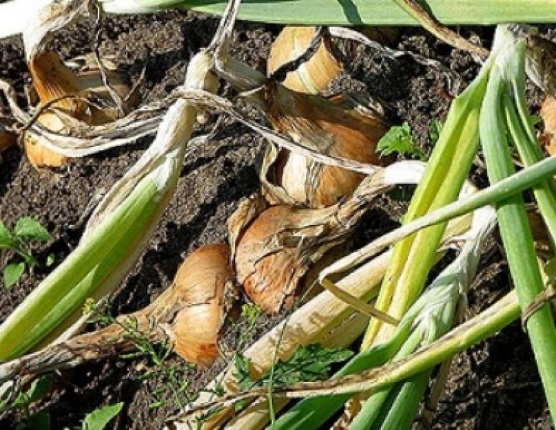 Благоприятные дни для уборки лука в. Cбор урожая лука: сроки выкопки по регионам, агротехника, сушка и подготовка к хранению