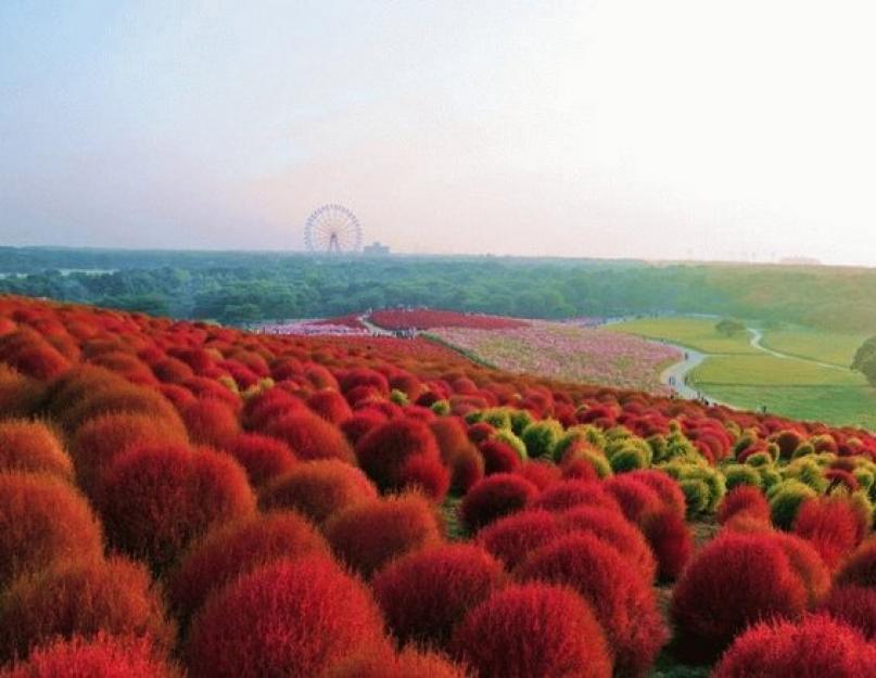 Туры в японию парк хитачи. Цветочные поля в Японии: природная палитра бутонов