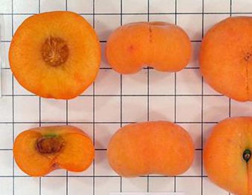 Персики коричневые. Персик - полное описание фрукта с фото