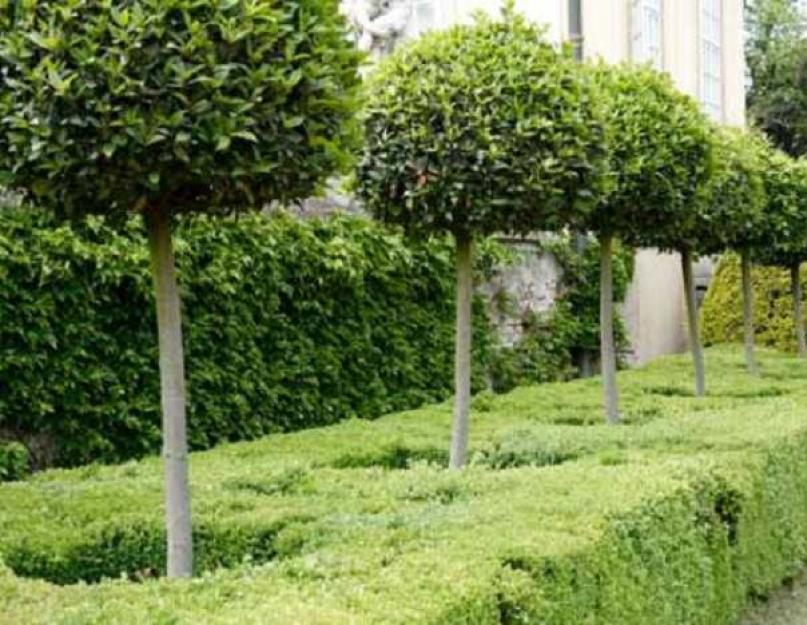 Штамбовые деревья и кустарники. Как вырастить садовое растение на штамбе — рассматриваем два распространенных метода Как вырастить растение на штамбе