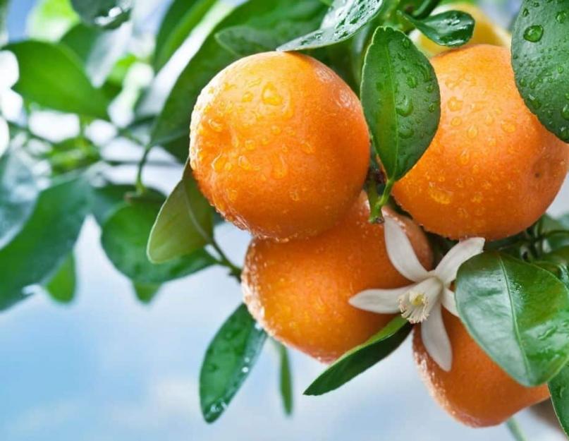 Апельсин выращивание в домашних. Как вырастить апельсин в домашних условиях
