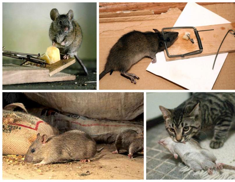 Крысы во дворе что делать. Как избавиться от крыс - подборка эффективных методов