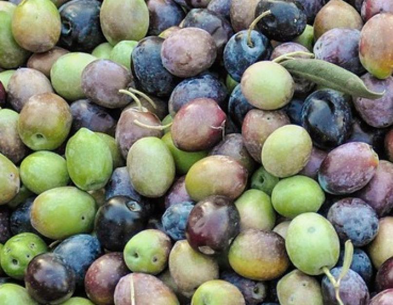 Разберемся с тем, чем отличаются маслины от оливок. Маслины и оливки, в чем разница