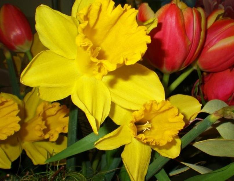 Как правильно посадить осенью тюльпаны и нарциссы. Когда и как сажать тюльпаны, нарциссы, крокусы и гиацинты под зиму