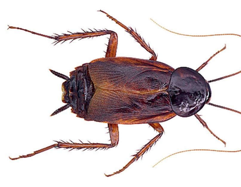 Когда появились тараканы. Тараканы, насекомые: размножение, причины появления и способы борьбы с ними