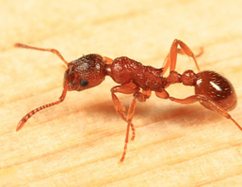 Научный рассказ о муравьях. Муравьи