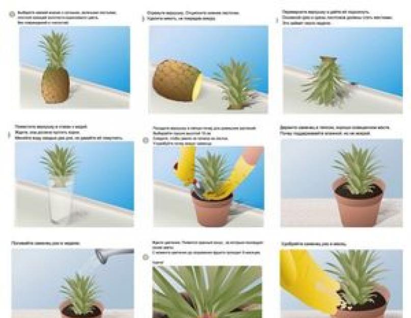 Как вырастить ананас в домашних условиях: пошаговая инструкция. Как вырастить ананас дома из верхушки в домашних условиях