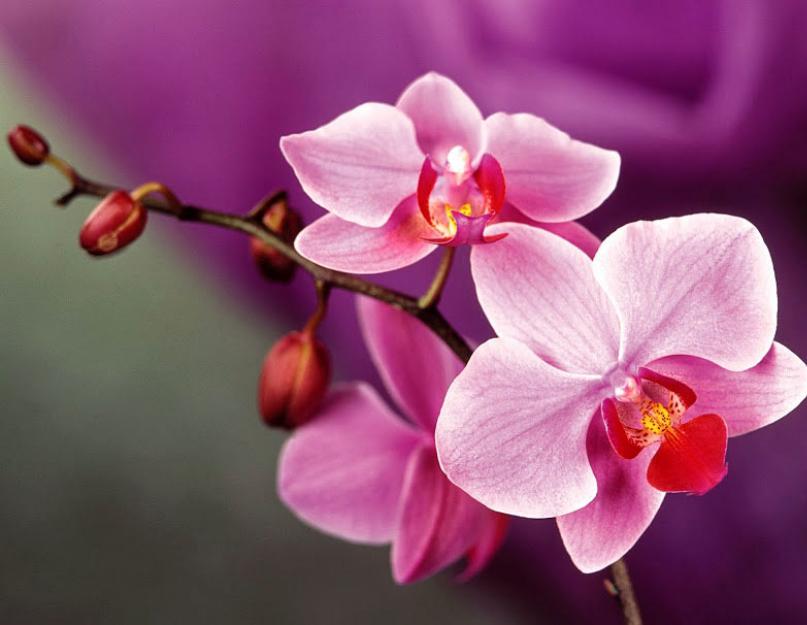 Фото и названия видов экзотической орхидеи. Описание орхидеи и где её родина