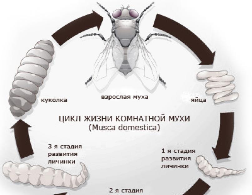 Сколько живет большая муха. Откуда берутся и сколько живут мухи в квартире: основные причины появления и действенные способы борьбы с жужжащими насекомыми