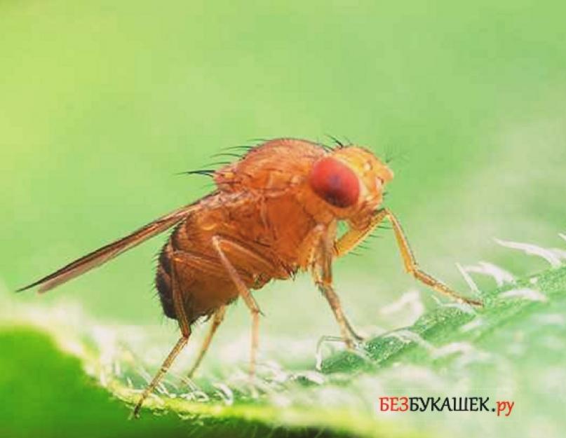 Как поймать плодовых мух. Как избавиться от дрозофил в доме? Откуда берутся дрозофилы в доме
