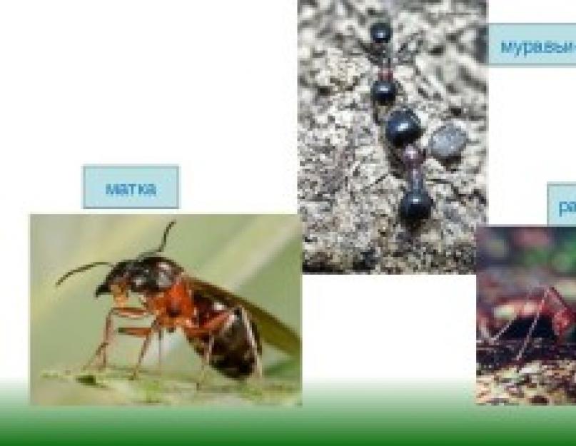 Муравей. Самые опасные виды муравьев: названия и описание