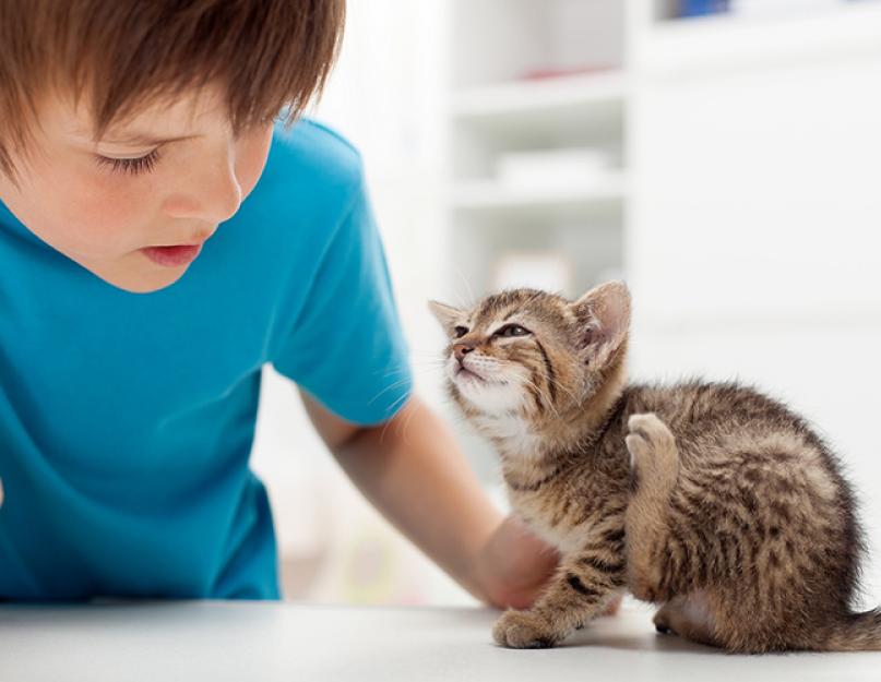 Борьба с блохами у маленьких котят. Чем и как вывести блох у котенка в домашних условиях: средства и препараты, разрешенные к применению для котят