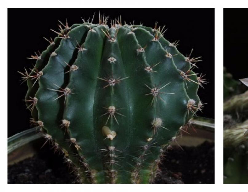 Как ухаживать за кактусом эхинопсис. Эхинопсис уход в домашних условиях полив пересадка размножение
