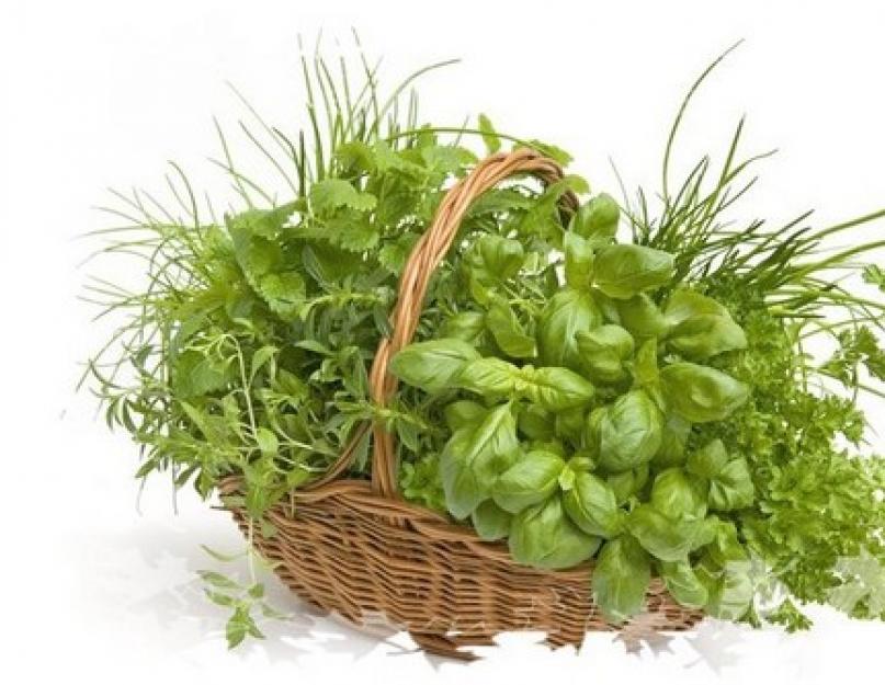 Выращивание укропа в теплице – вкусная зелень всегда под рукой! Как выращивать зелень в теплице круглый год для себя и на продажу: укроп, петрушка, салат. 