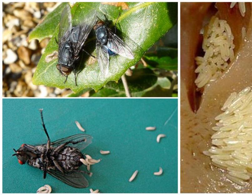 Что будет если съесть личинку средиземноморской мухи. Мясная муха: описание, личинки, срок жизни