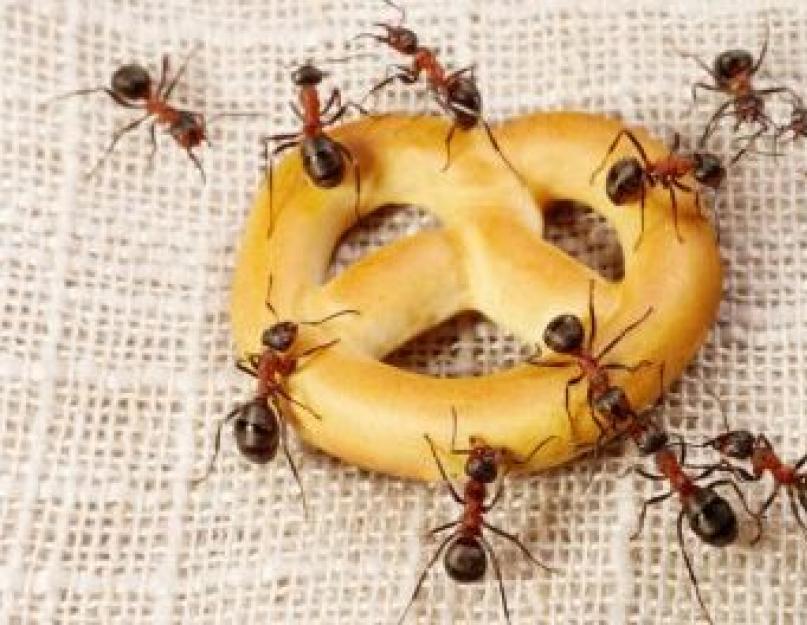 Мелкие муравьи в квартире причины. Как избавиться от муравьев на кухне: действенные народные методы и эффективные инсектициды