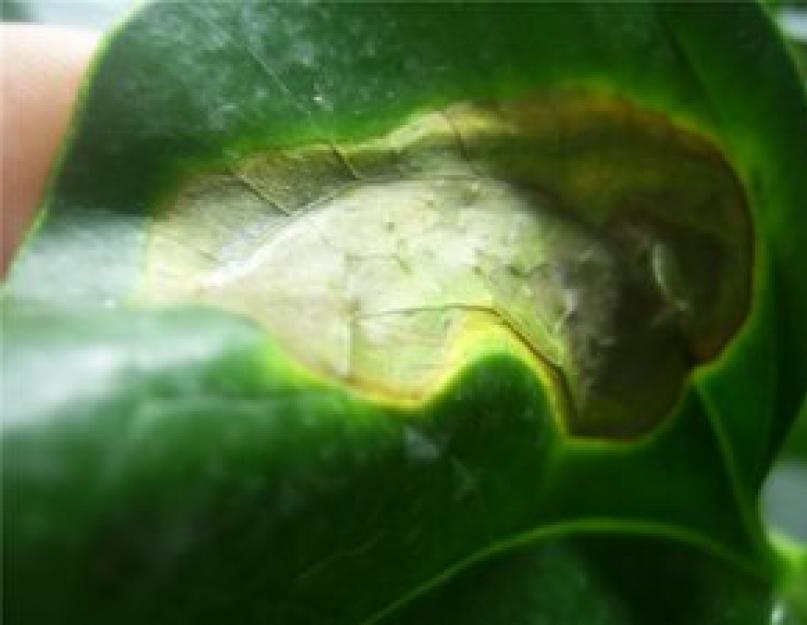 Почему у антуриума ржавые пятна на листьях. Антуриум: болезни и их лечение