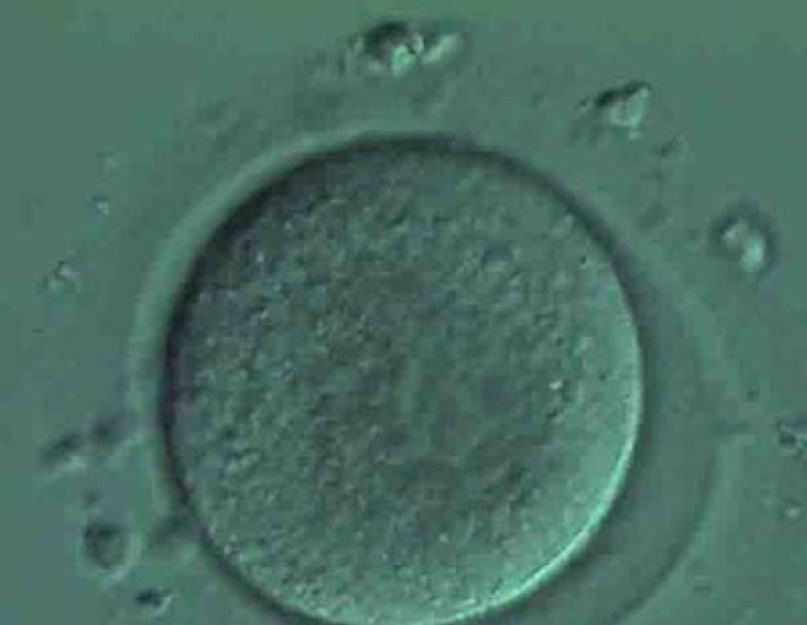 Сравнение эмбрионов. Развитие эмбриона по дням и неделям
