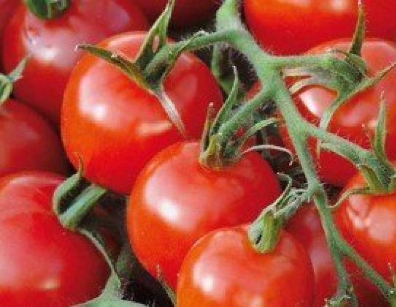  Выращивание томатов в домашних условиях. 