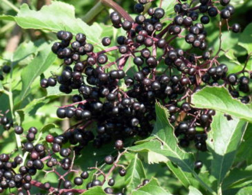 Черная бузина как выглядит растение. Что такое бузина и где она растет? Лечебные свойства ягоды бузины черной