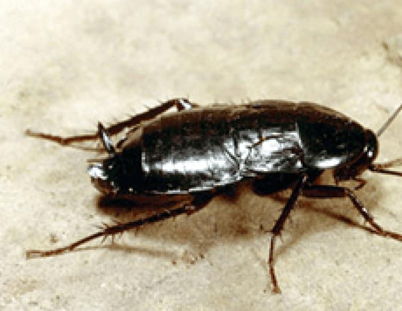 Чем можно убить тараканы в доме. Самые эффективные средства и методы от тараканов в домашних условиях
