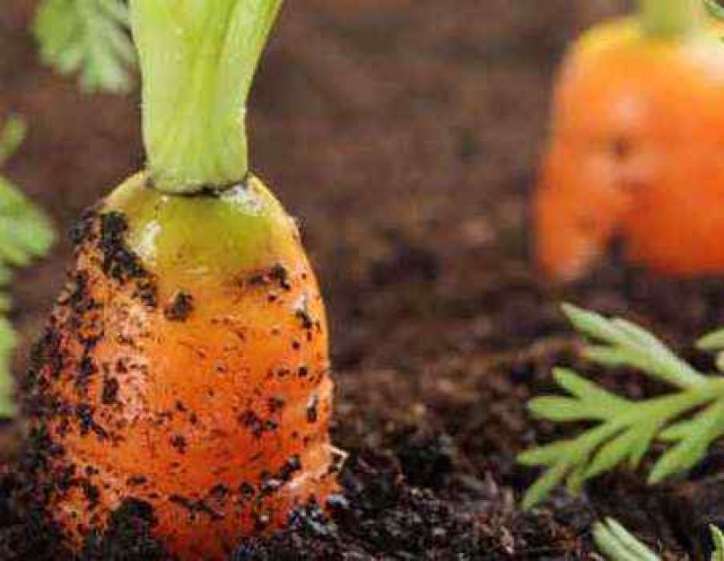 Сонник морковка видеть. К чему снится морковь женщине, на грядке, свежая, чистая, большая