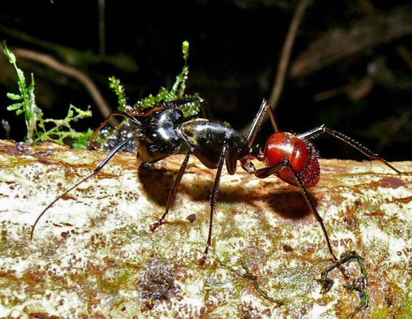 Коротко о муравьях. Самые интересные факты про муравьев