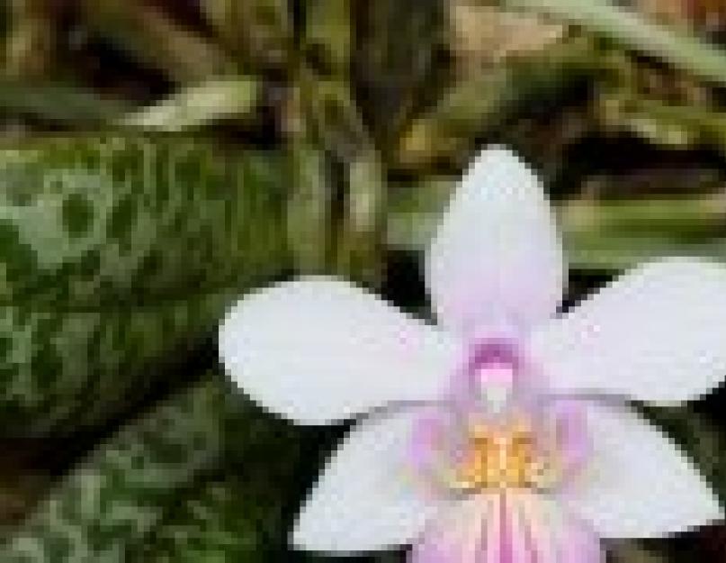 Правильный полив орхидеи фаленопсис. Как правильно поливать фаленопсис