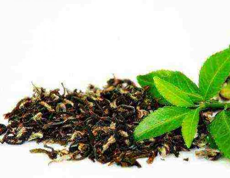 Можно ли вырастить чай в домашних условиях. Семена чая: описание, особенности посадки и всхожести семян, уход, условия для выращивания куста, советы и рекомендации специалистов